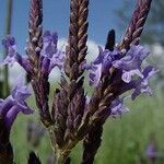 Lavandula canariensis Virág