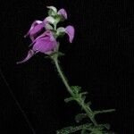 Pedicularis gracilis Yeri