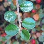 Cotoneaster horizontalis Levél