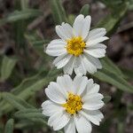 Melampodium leucanthum 花