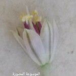 Allium paniculatum Fleur