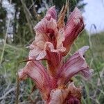 Orobanche alba Цветок