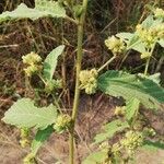 Sida cordifolia Fruit