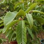 Psidium guajavaLeht