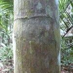 Oenocarpus bataua Bark
