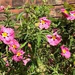 Cistus x purpureus Alkat (teljes növény)