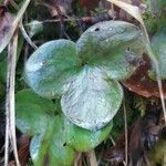 Anemone hepatica Leaf