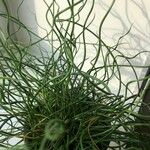 Juncus effusus برگ