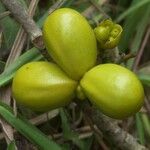 Oxera coronata Vrucht