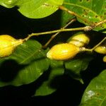 Protium ravenii Fruitua