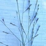 Panicum capillareLeaf