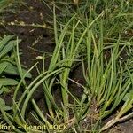 Juncus heterophyllus Habit