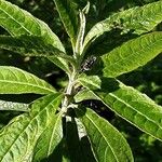 Buddleja globosa पत्ता