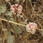 Eriogonum nudum Habitat