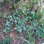 Antennaria plantaginifolia Habit