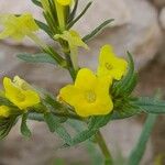 Lithospermum cobrense Flower