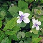 Viola rostrata Flower