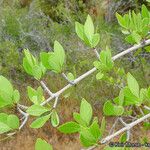 Forestiera pubescens Hábito