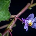 Cymbalaria muralisCasca