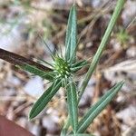 Ptilostemon stellatus موطن