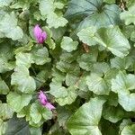 Cyclamen repandum Hábito