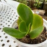 Cotyledon orbiculata Folha