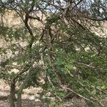 Acacia raddiana عادت داشتن