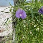 Centrosema virginianum Flower