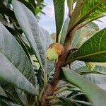 Pouteria lucuma Blatt