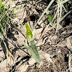 Saururus cernuus Habit