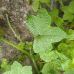 Bowlesia incana Leaf