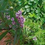 Angelonia biflora Kvet