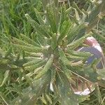 Austrocylindropuntia subulata Folla