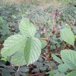 Rubus senticosus Blad