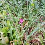 Fumaria muralis Çiçek