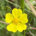 Potentilla inclinata Fula