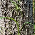 Scirpus atrovirens Liść