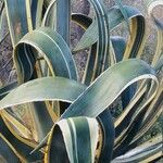 Agave americana Folha