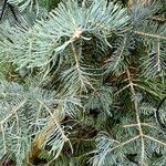 Abies concolor Характер