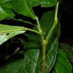 Sloanea guianensis Kôra