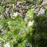 Arenaria grandiflora Лист