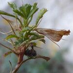 Ononis pusilla Flower