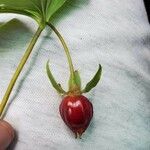 Trillium cernuum Fruit