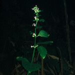 Cantinoa mutabilis Celota