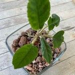 Dorstenia foetida पत्ता