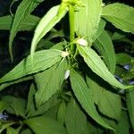 Campanulastrum americanum Leaf