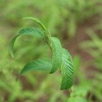 Corchorus trilocularis Leaf