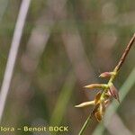 Carex pulicaris Övriga