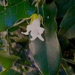 Araujia sericifera Blomst