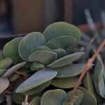 Crassula cotyledonis Folio